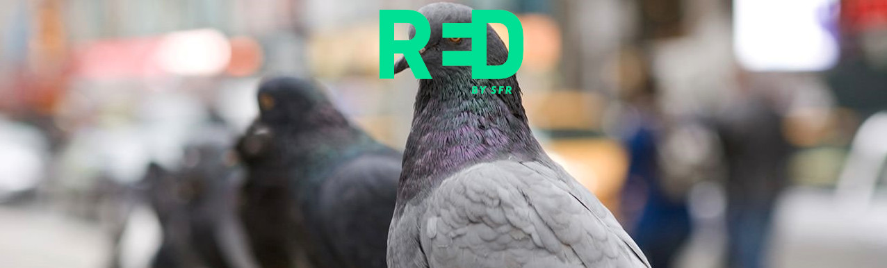 sfr arnaque by @pigeon_telecom